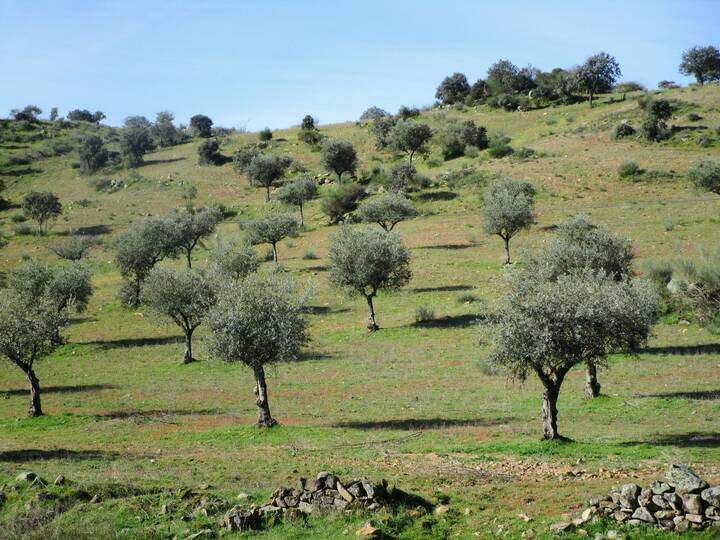 Olivenplantage bei Idanha-a-Nova in Portugal Olivenplantage Portugal