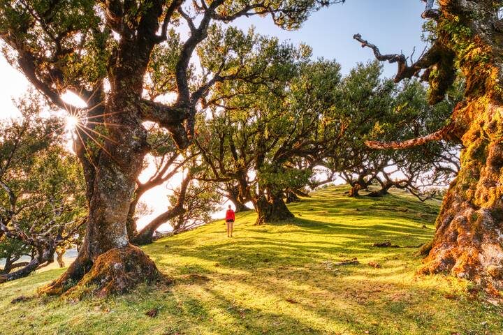 Madeira Feenwald Fanal