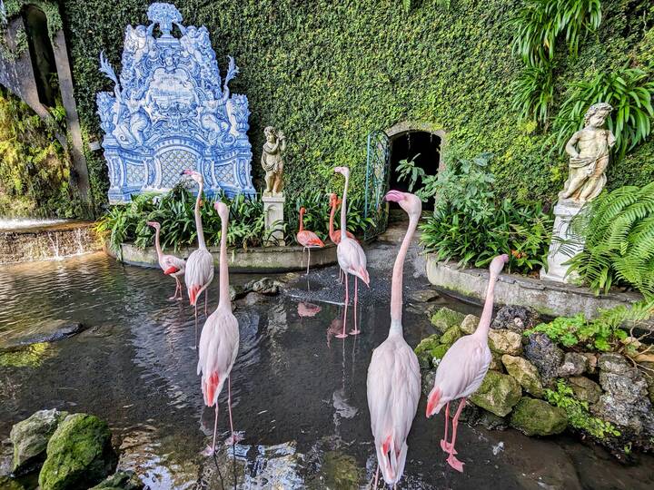 Flamingos Monte Palace Funchal