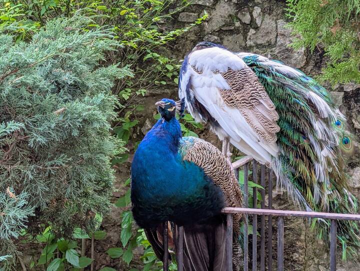 Castelo de São Jorge Pfau