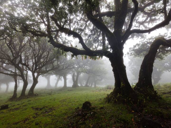 Madeira Lorbeerwald