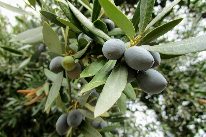 Olivenöl Portugal